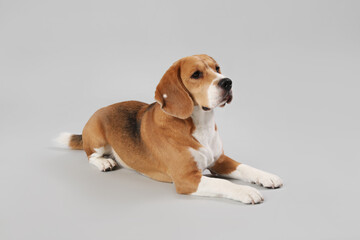 Cute Beagle dog lying on grey background