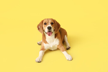 Cute Beagle dog lying on yellow background