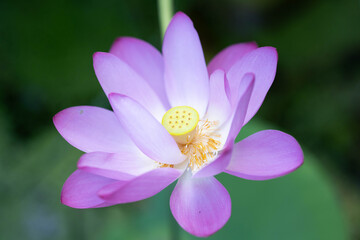 lotus