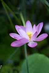 Fototapeta premium lotus