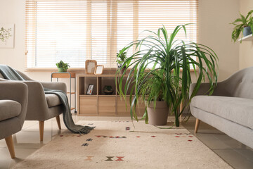 Beautiful interior of living room with houseplants, armchairs, carpet and grey sofa
