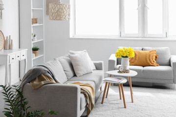 Comfortable sofas, shelving unit and vase with narcissus flowers in light living room