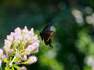 ミヤマカラスアゲハ