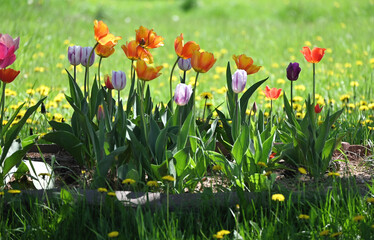 Fototapeta premium Tulips in the Shade