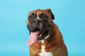 Cute boxer dog on blue background