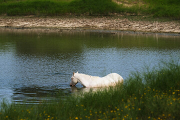 White horse in pond water during summer on Texas ranch.