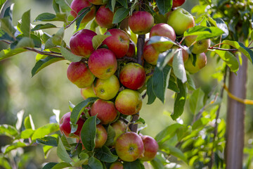 Apple trees with ripe red apples in the garden. Natural red apples on branches of trees. Autumn apple orchard. Red juicy apples in apple orchard.