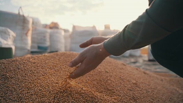 The farmer drops soybeans with a beautiful sunset on his farm.