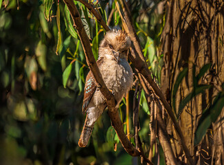 Evil Looking Kookaburra Peers Down