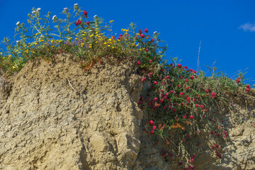 Some wild flowers at the mediterranean coast in Sicily, Italy