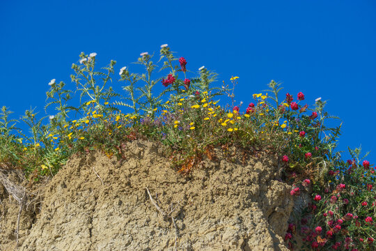 Some wild flowers at the mediterranean coast in Sicily, Italy - Powered by Adobe