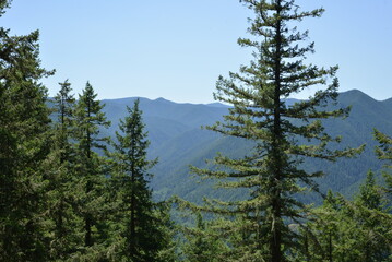 Some pine trees in the foreground overlooking a mountain ridge covered in dense pine woodland on clear sunny day. 