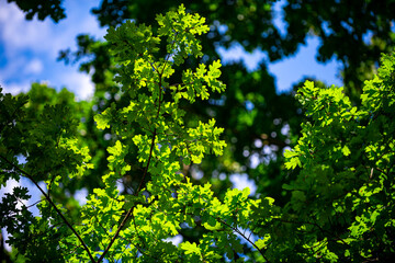 Forest background. Green leaf background. Nature leaf background. Green leaf forest greenery background. Green leaf in forest. Leaves plants backdrop.