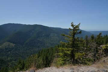 Expansive pine covered mountain range as seen from a viewpoint next to a small pine tree, near a steep overhang on a clear sunny day.