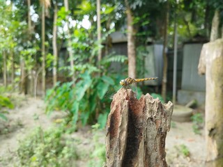 grasshopper on the Broken fence