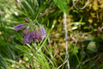 Close up top down view of a bunch of small purple and pink wildflower blossoms, most likely Woodland Beardtongue (Nothochelone nemorosa), on a single stem extended over the forest floor which is out o