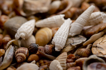 Sea shells pattern. Seashells for wallpaper. Colorful shells texture. Sea shells background. Marine seashells. Exotic ocean shells. Seashells for backdrop.