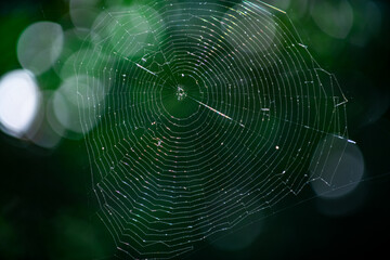 Spider web. Macro. Closeup nature. Spider web in forest. Spiderweb or spider net. Arachnophobia....