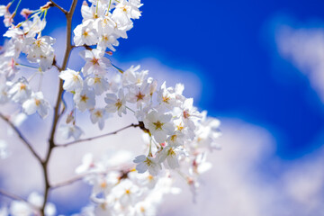 Spring Flower bloom on blossom tree. Spring nature. Blossom branch of a bloom tree. Spring Bloom of cherry tree flowers. Spring Nature Background.