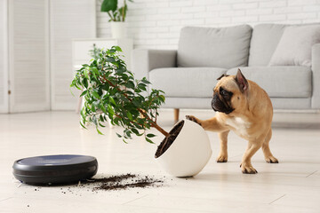 Mischievous french bulldog overturning houseplant near robot vacuum cleaner at home