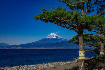 Mt.Fuji and Pine tree near Suruga bay in Numazu Shizuoka