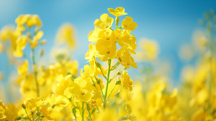 美しい菜の花畑