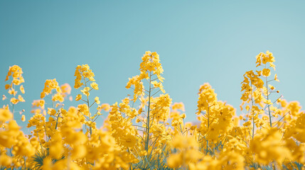 美しい菜の花畑