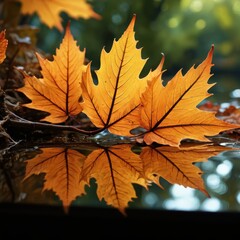 Fototapeta premium Autumn Leaf Reflection in Water.