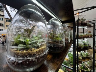 Terrariums Display in a Market