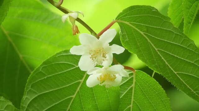 [4K] Silver Vine (Actinidia polygama) Blooming in Wild Forest: White Leaves and Flowers in Aomori, Japan 【4K】深山に咲くマタタビの花：白い葉と可憐な小花が織りなす、八甲田の原生林の自然風景素材 撮影日：20240704-1