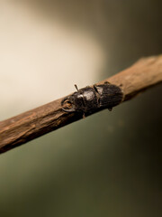 a beetle on the tip of a tree branch