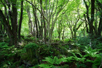 dense spring forest with fresh ferns
