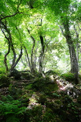 spring pathway in the gleaming sunlight