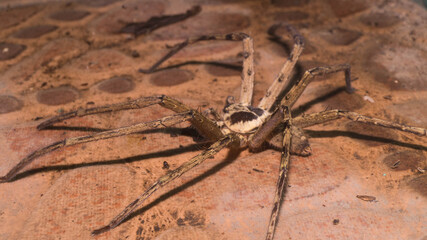 A photograph of a Huntsman spider.