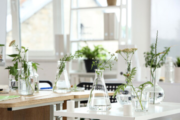 Flasks with plants on table in Biology classroom, closeup