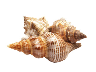 Sea shell isolated on white