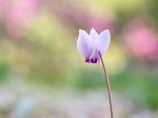 Fototapeta premium 愛らしいピンクのガーデンシクラメンの背景