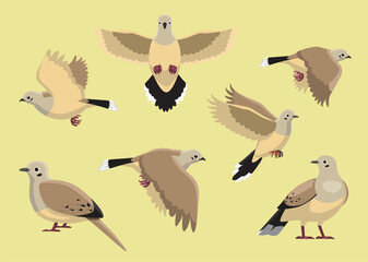 Dove Mourning Bird Various Poses Cartoon Vector Illustration Isolated Character