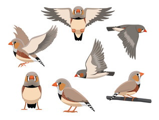Finch Zebra Bird Exotic Various Poses Cartoon Vector Character