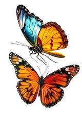 Obraz premium Butterflies entwined