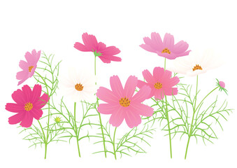 白とピンクと濃いピンクが入り乱れた満開のコスモスの群生のベクターイラスト