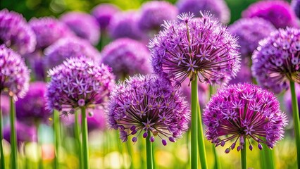 Obraz premium Closeup of vibrant purple garlic flowers blooming in a garden, purple, flowers, garlic, German garlic, allium, blooming, closeup