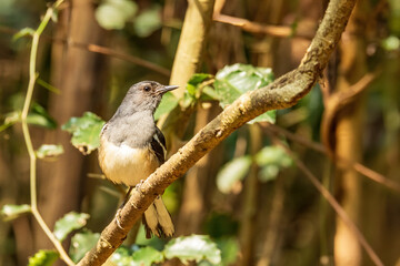 The female Oriental Magpie-robin (Copsychus saularis) has greyish-brown upperparts and white underparts, with less glossy plumage compared to the male.