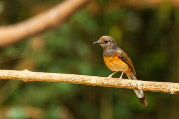 The female White-rumped Shama (Copsychus malabaricus) has a dark grey head and upperparts with conspicuous white rump and blackish tail; the chest is pale orange-rufous color.