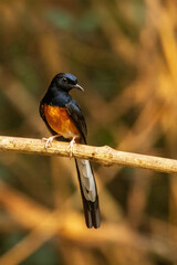 The male White-rumped Shama (Copsychus malabaricus) has a glossy blue-black head and upperparts with conspicuous white rump and long blackish tail; the chest is orange-rufous color.