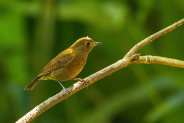 Obraz premium The female White-tailed Robin (Myiomela leucura) has a more subdued appearance compared to the male, with brownish-olive upperparts and lighter underparts.