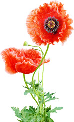 Obraz premium 양귀비 꽃