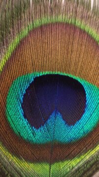 Close up detailed shots peacock feather