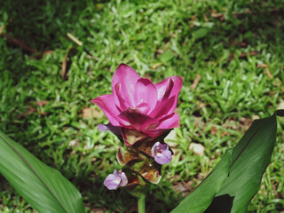 Beautiful pink ginger flowers in the garden  