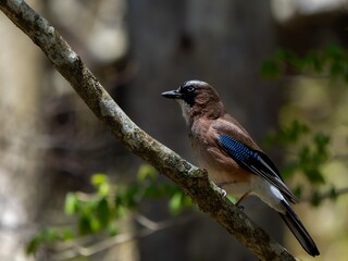 森の中で枝から枝に飛び移っているカケス
